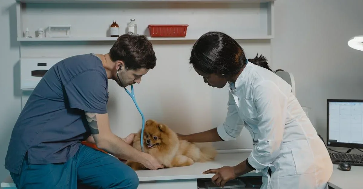 Veterinarian team examining a Pomeranian dog at a clinic