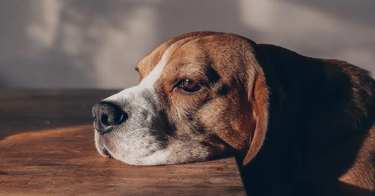 Side view of adorable bored domestic Beagle sitting at wooden table in sunlight