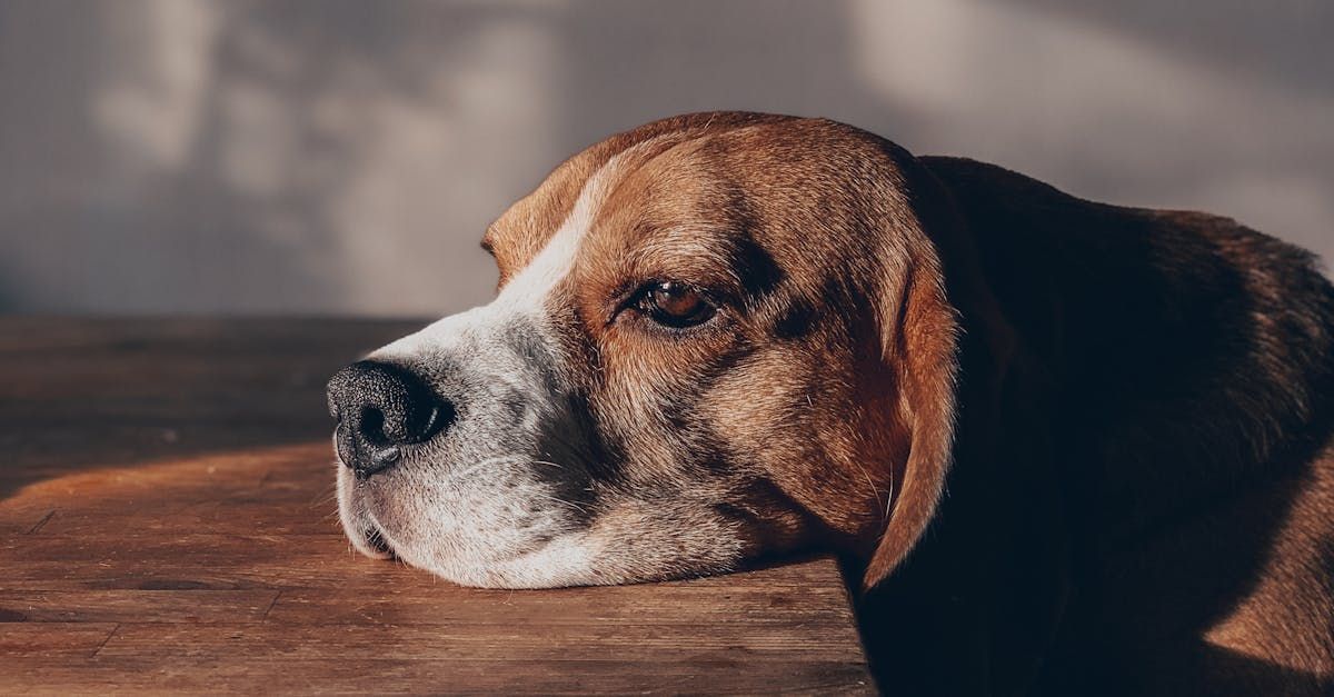 Side view of adorable bored domestic Beagle sitting at wooden table in sunlight
