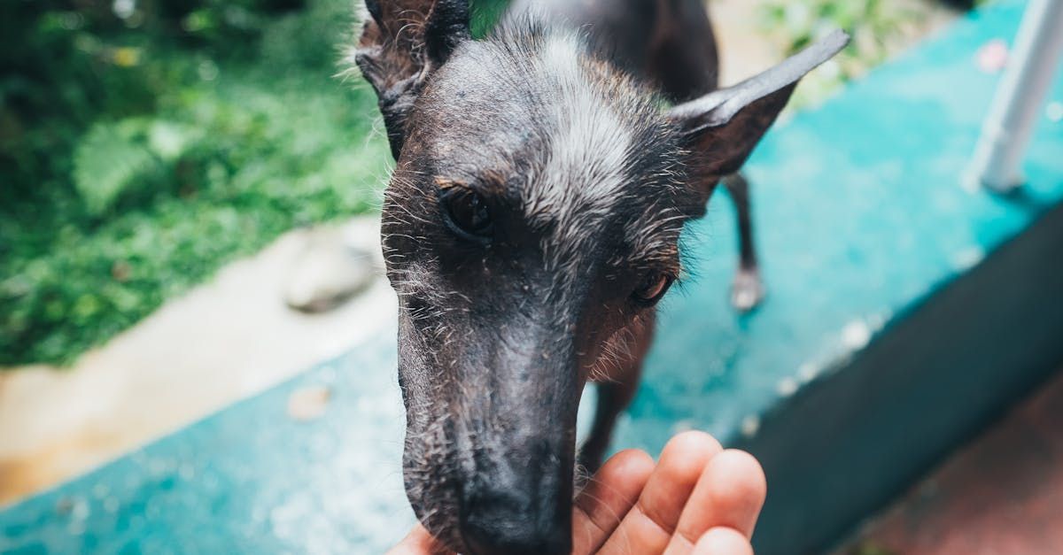 A caring person feeds a curious dog outdoors