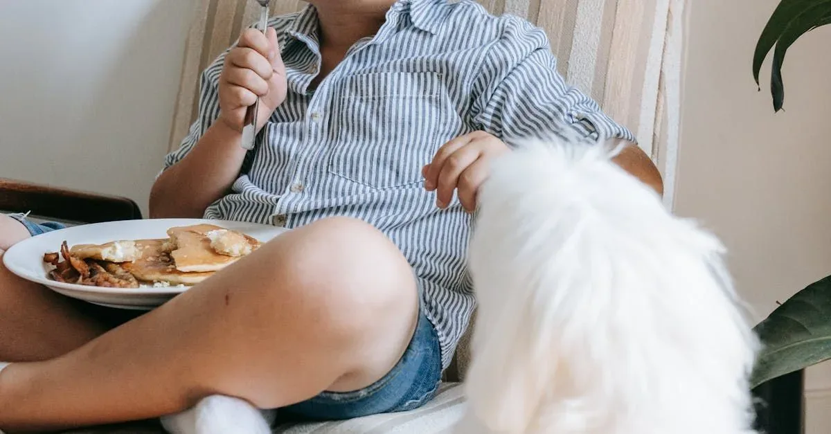 A domestic dog wearing a pink collar eats from a white bowl inside a home