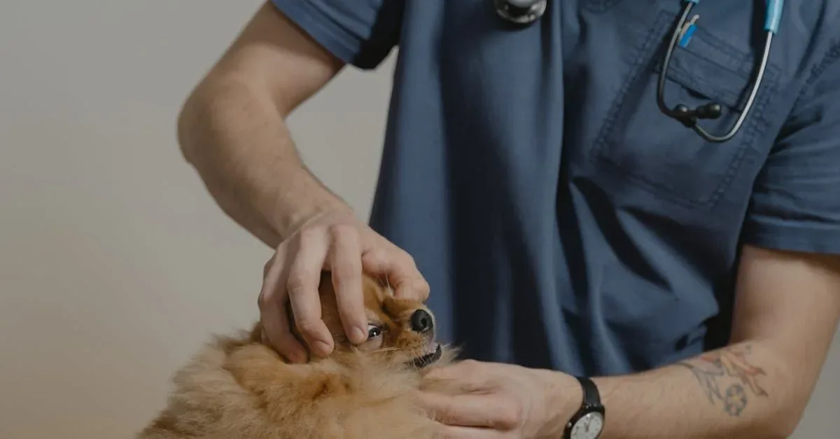 A veterinarian in blue scrubs attentively examines a fluffy dog in a clinic