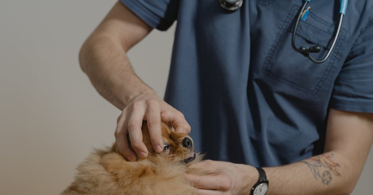 A veterinarian in blue scrubs attentively examines a fluffy dog in a clinic