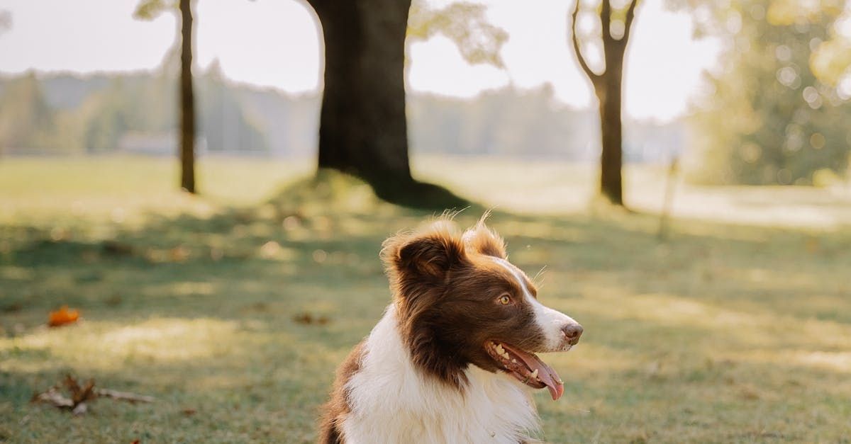 A cute dog joyfully running with a ball in a grassy field