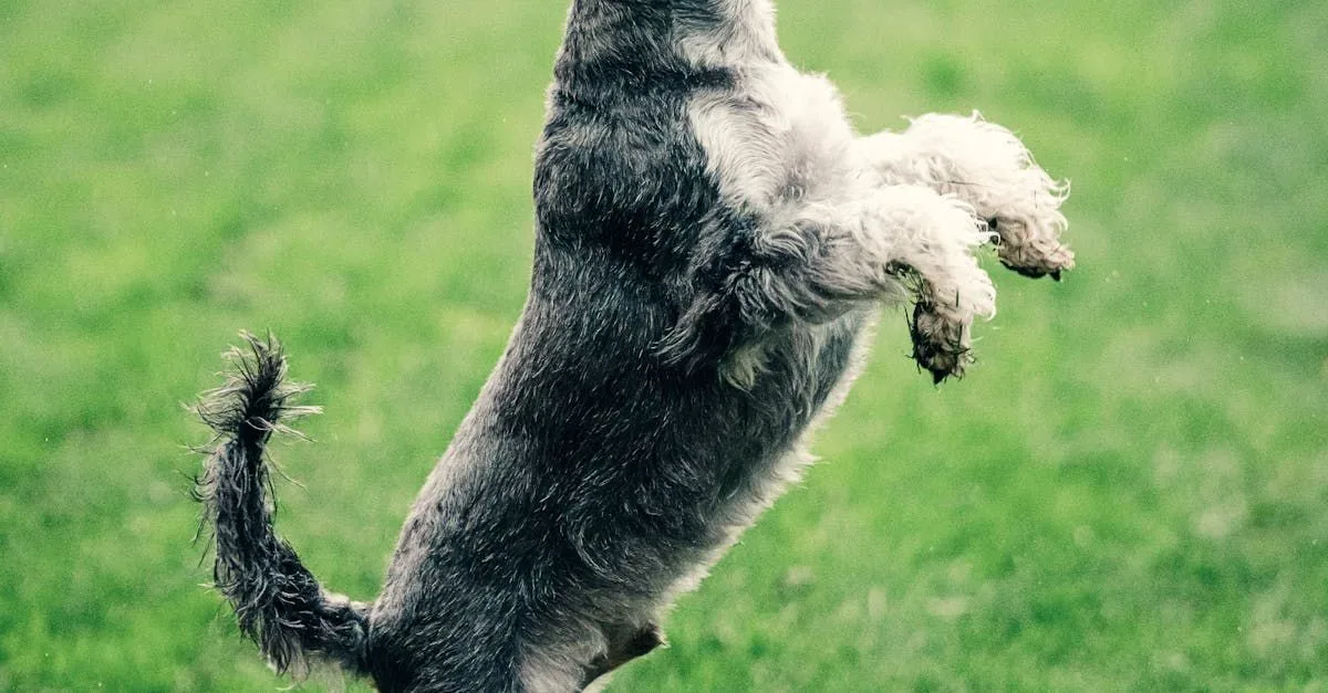 A Schnauzer dog leaps playfully in a green garden