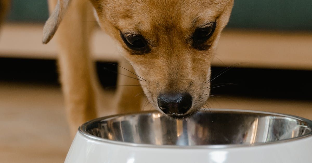 Adorable Australian Shepherd puppy enjoying meal from metal bowl on patterned tile floor
