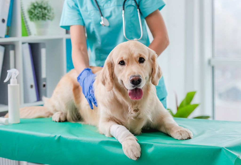 Diagnosing Joint Issues in Dogs