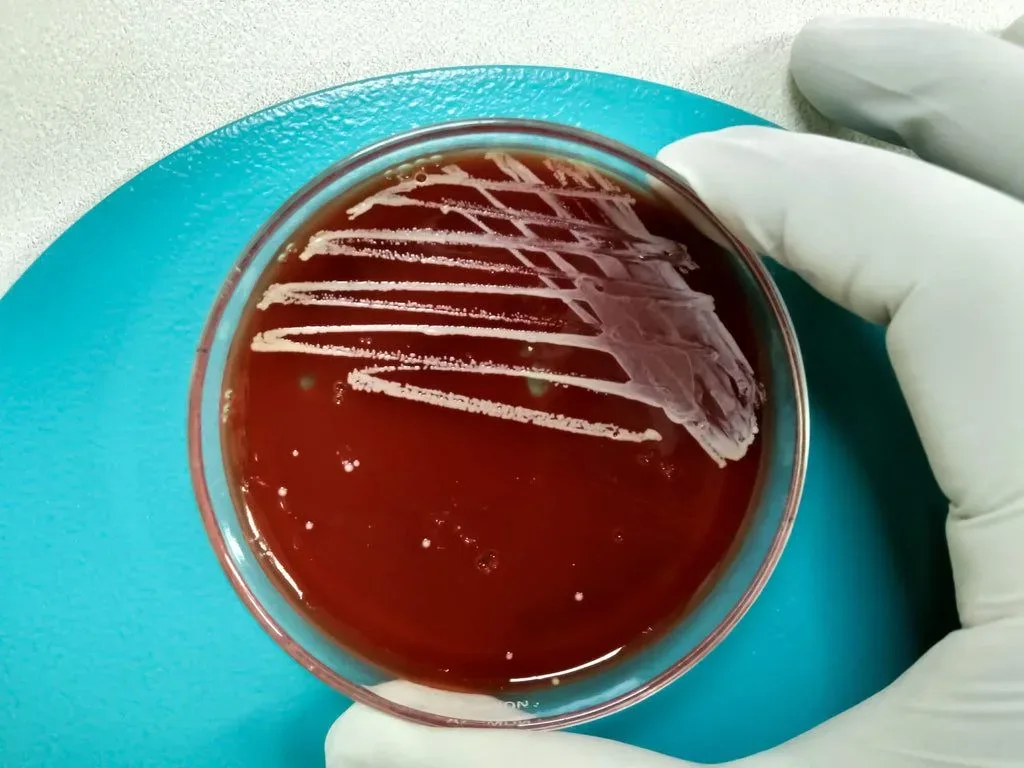 Enterococcus faecium - Dog Probiotic