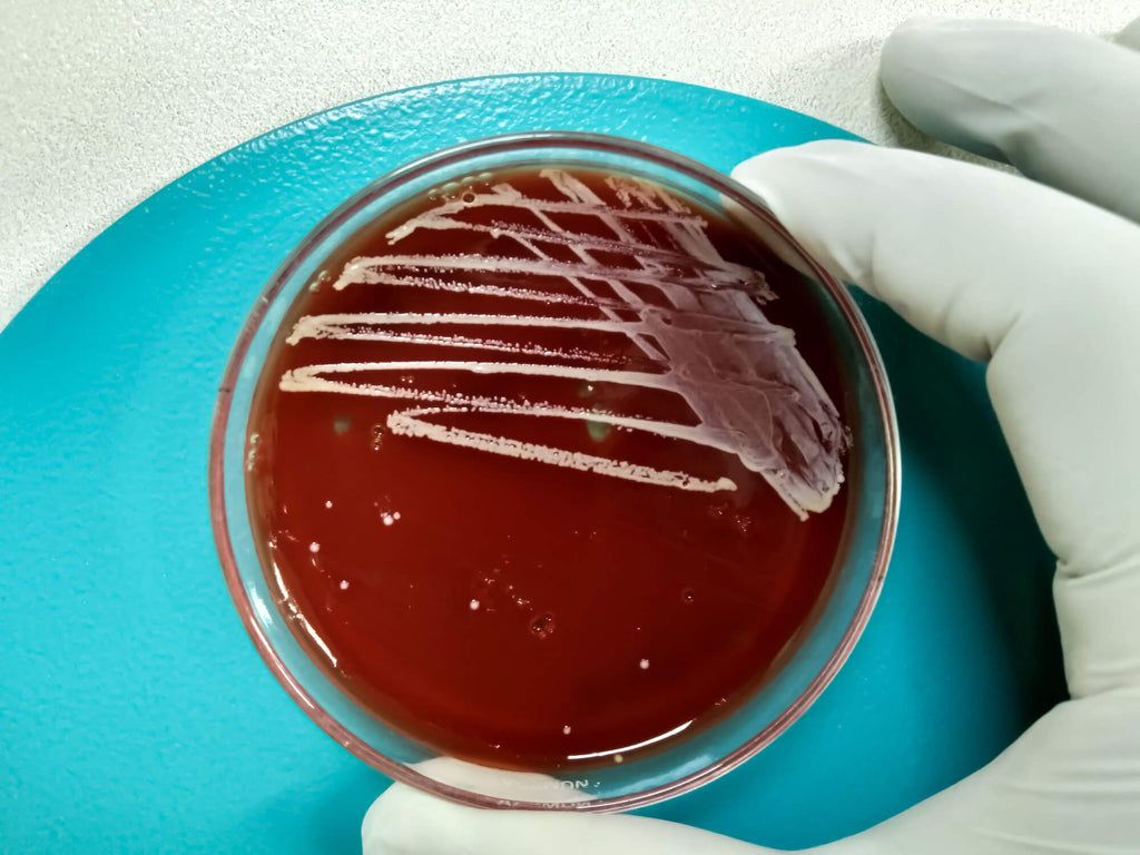 Enterococcus faecium - Dog Probiotic