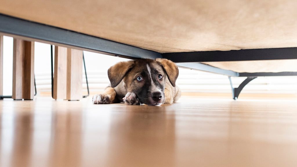 Identifying Signs of Anxiety in Dogs