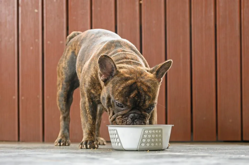 Incorporating Prebiotics into Your Dog’s Diet