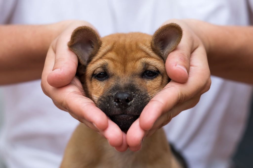 Incorporating Probiotics into a Puppy’s Diet