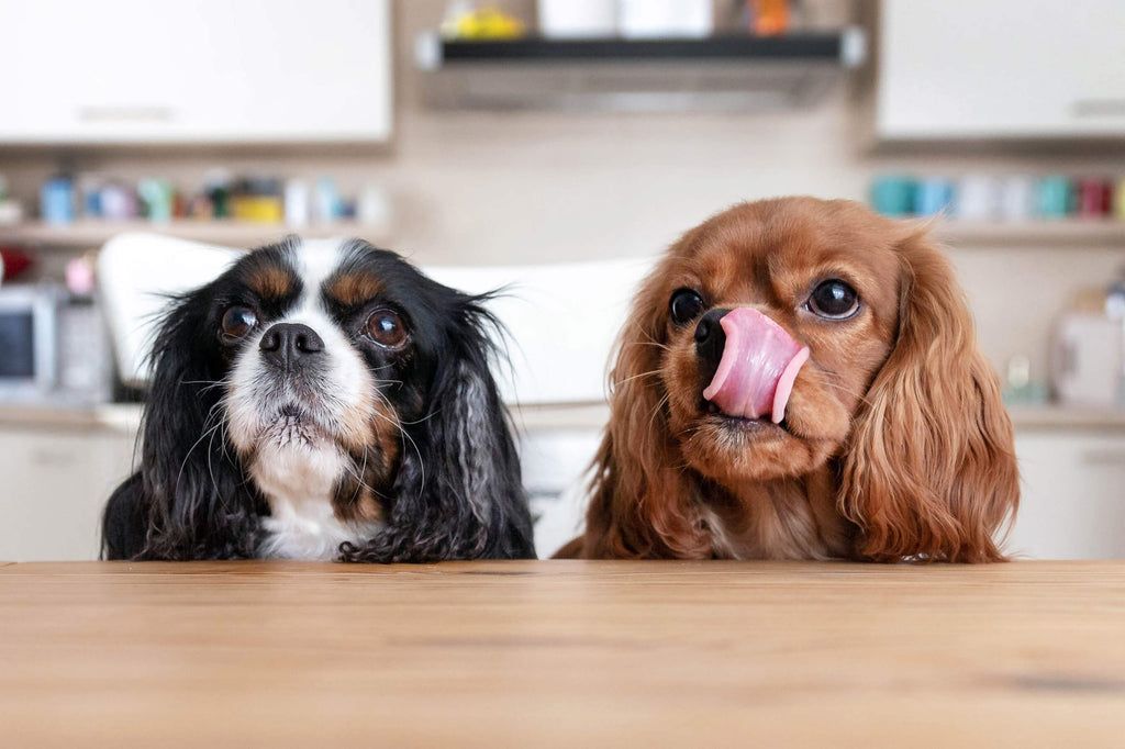 Incorporating Probiotics into Your Dog’s Diet