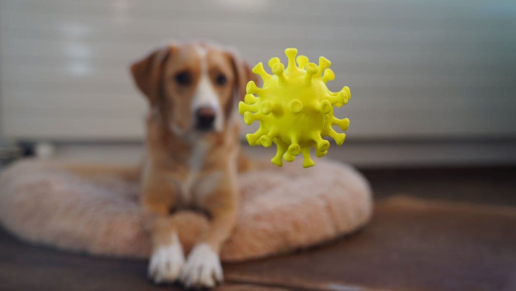 Specific Probiotic Strains and Immune Health in Dogs