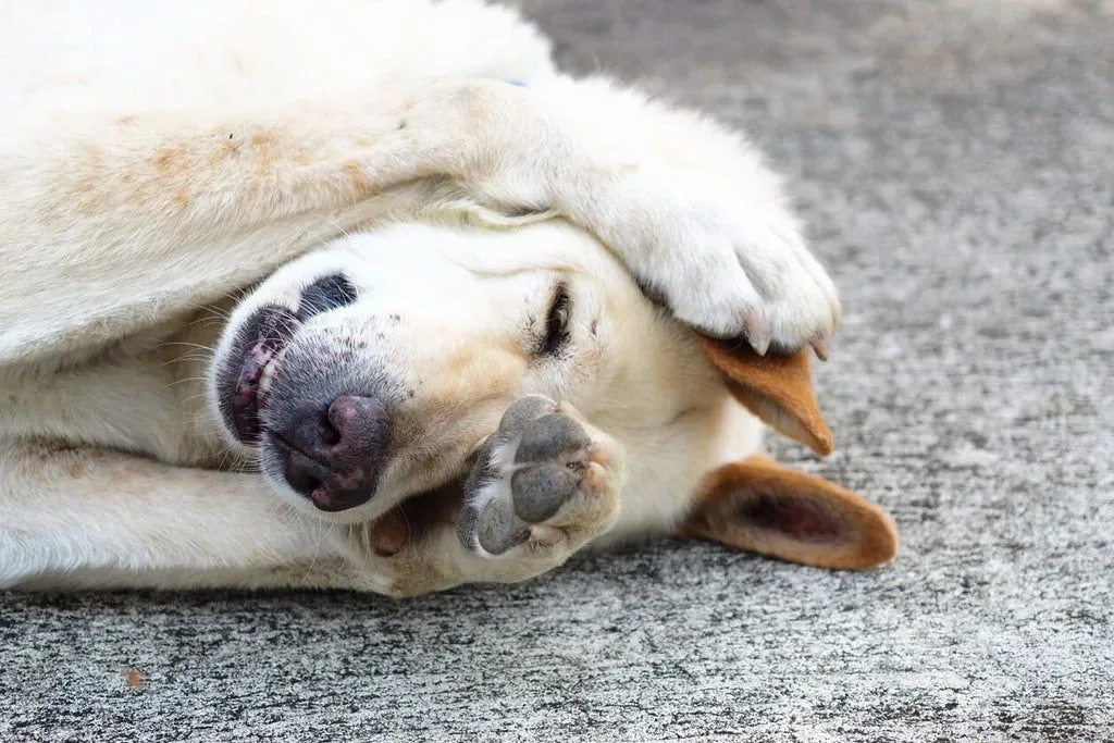 The Gut-Brain Connection in Dogs