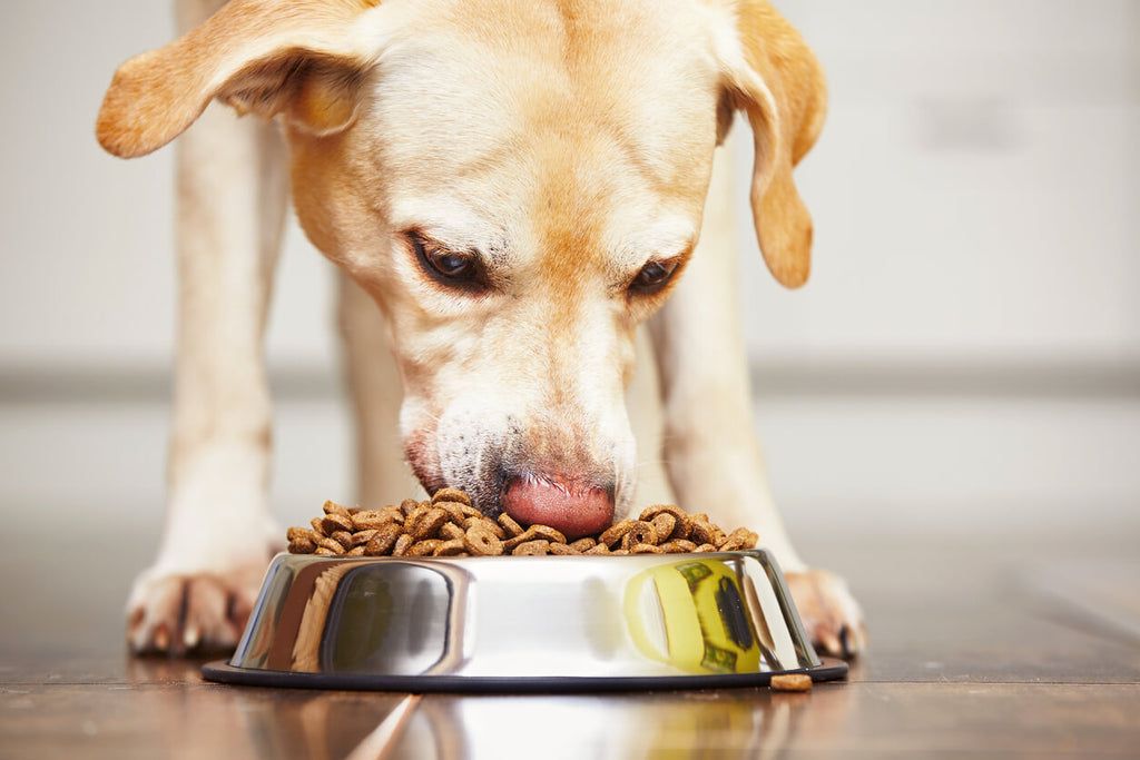 The Healing Power of Probiotics in Canine Digestive Health