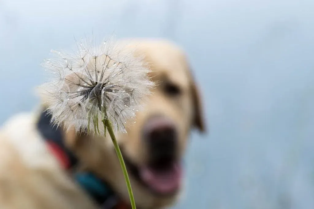 Understanding Canine Allergies and Immune Response