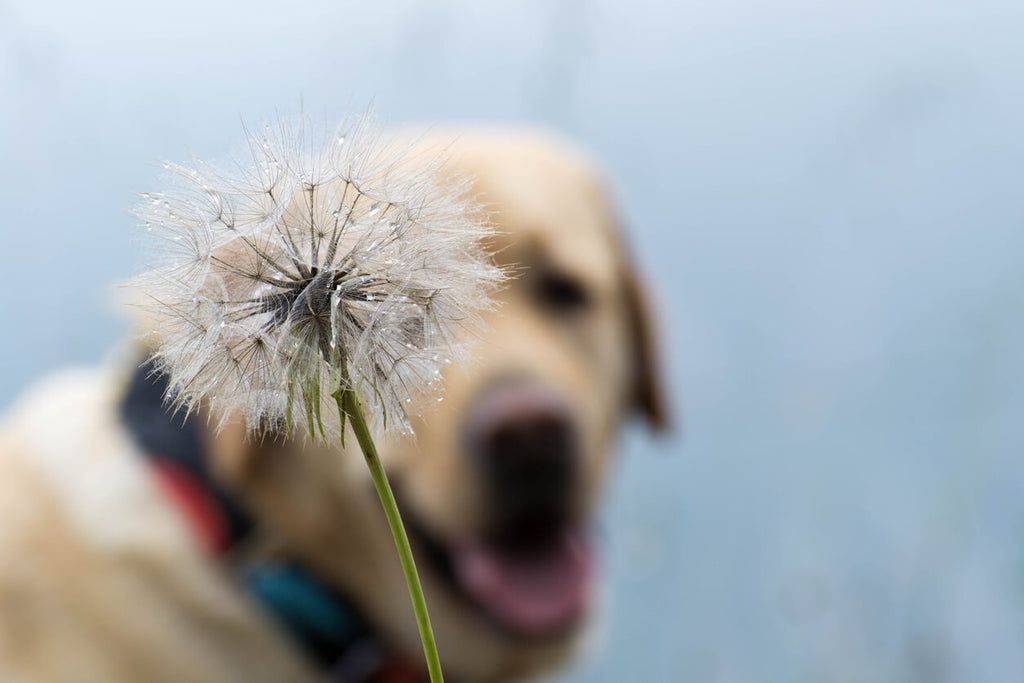 Understanding Canine Allergies and Immune Response