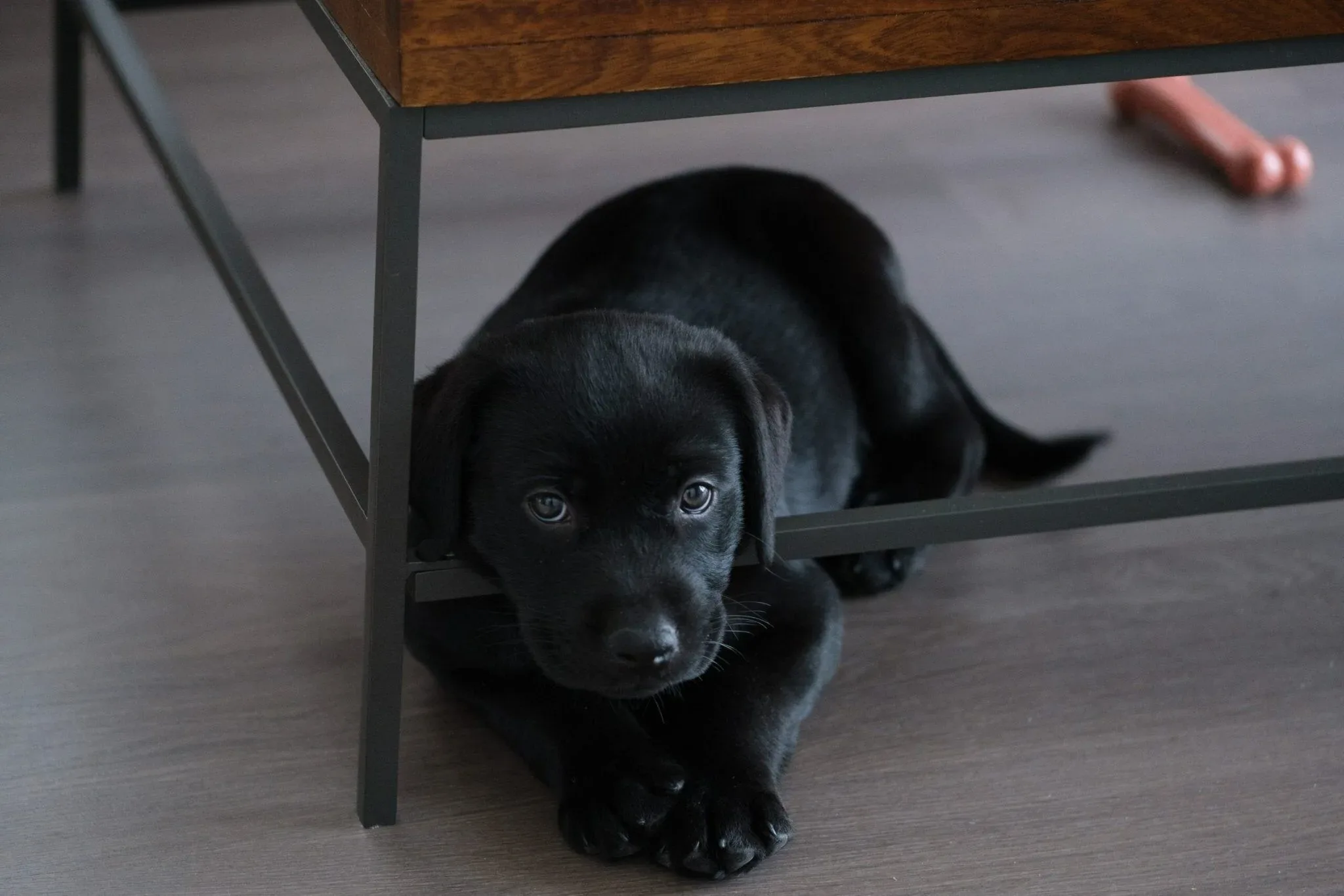 Photo inspiration: Do Dogs Get Bored How To Prevent Boredom In Dogs Photo Inspiration